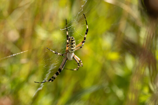 Argiope frelon --- Argiope fasci&eacute;e (Argiope bruennichi)
Argiope bruennichi in its natural element
