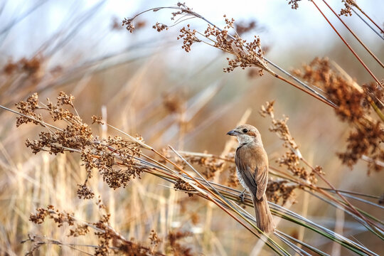 Red-backed shrike female or Lanius collurio sitting on the branch, male or female species, breeding or reproduction behavior, migratory and wintering on Evros Delta, Greece