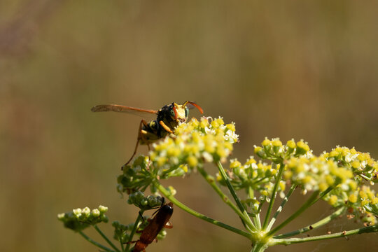 Poliste gaulois (Polistes dominula)
Polistes dominula in its natural element

