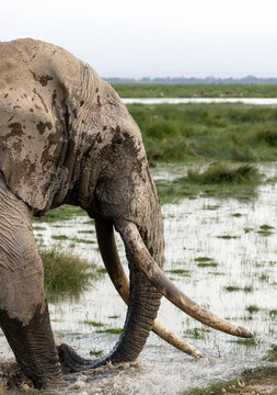 African elephant bull tusker named Pascal who was wading and giving himself a mudbath in Amboseli National Park in East Africa Kenya KEN