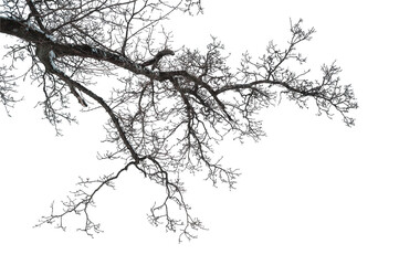Fototapeta premium Bare winter tree branch isolated on white background