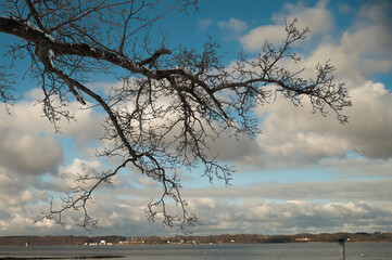 Bare tree branch against dramatic cloudy sky over lake