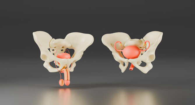 Anatomy of the male and female reproductive system in the human pelvis, detailed 3D view, medicine, urology, gynecology, internal organs, sexual health, reproduction, fertility, diagnosis