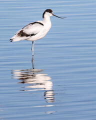 Obraz premium A long-legged pied avocet or Recurvirostra avosetta bird male or female species feeds in water and mudflats, breeding or reproduction behavior, migratory and wintering on Evros Delta, Greece
