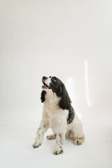 Black and white cocker spaniel mix sitting on a clean white background mid-bark, mouth open and looking upward. The soft lighting and minimal studio setup create a bright, expressive pet portrait