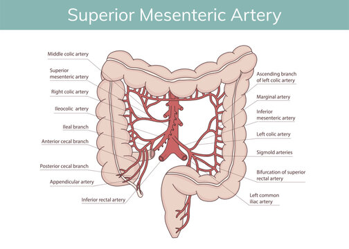 Diagram of the anatomy of the mesenteric artery and the location of the abdominal aorta. Vector illustration.