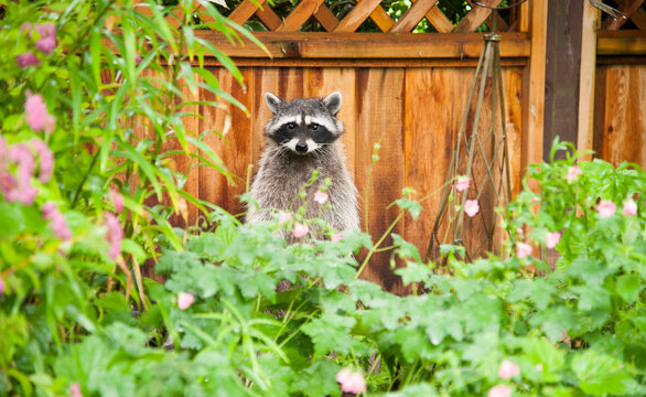 Canada, BC, Delta.  Curious racoon in residential backyard garden.