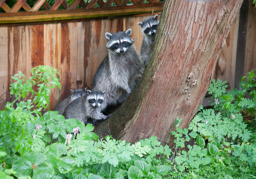 Canada, BC, Delta.  Family of racoons in residential backyard.