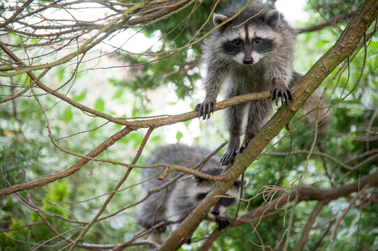 Canada, BC, Delta.  Family of racoons perched in cedar tree in residential backyard.