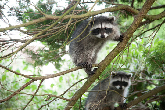 Canada, BC, Delta.  A racoon family climbing in cedar tree in residential neighbourhood.
