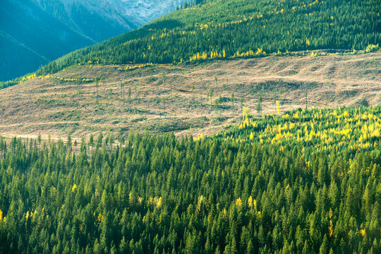 Canada, BC, Golden.  Clear-cut logging in the western slopes of the Rocky Mountains
