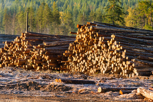 Canada, BC, Cranbrook.  Pile of recently cut logs in clear-cut logging operation.