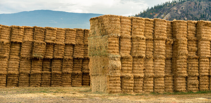 Canada, BC, Cache Creek.  Hay bails stacked in field after harvest in the fall.