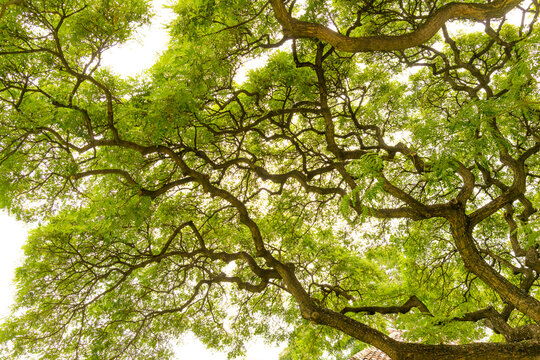 USA, Hawaii, Honolulu.  Looking up at a tangle of leaves and branches in the grounds of the Honolulu Museum of Art