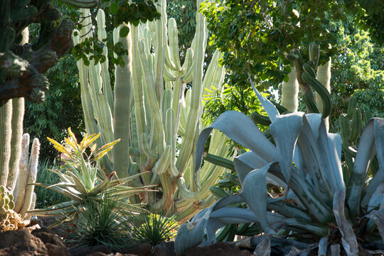 USA, Hawaii, Honolulu.  Botanical Cactus Garden near Diamond Head.