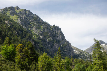 Naklejka premium Natural beautiful scene of green forested mountain ranges in sunny summer weather with fir-trees and rocky mountain on background. Ecologically clean area