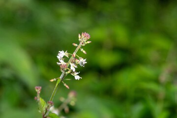 Close up of a broad leaved enchanters nightshade (circaea lutetiana) flower in bloom