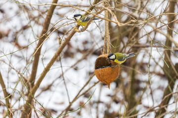 Two great tits at a coconut bird feeder in winter park © Roman Bjuty