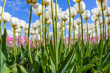Field of blooming tulips
