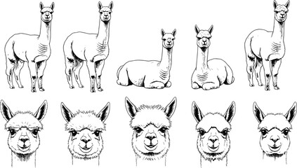Hand drawn alpaca and llama collection featuring cute animal faces and full body poses in black and white sketch style. © clickwavebd