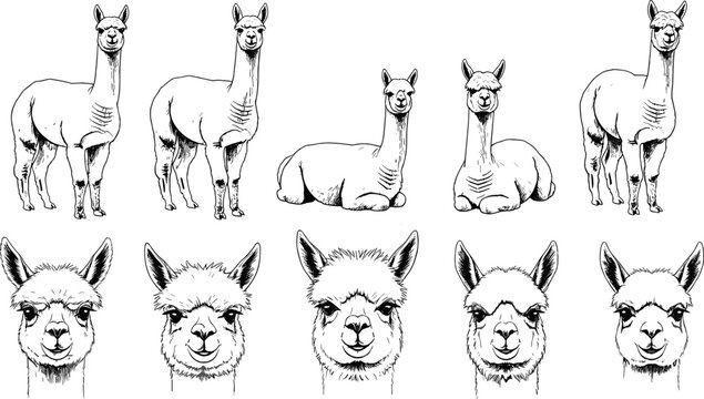 Hand drawn alpaca and llama collection featuring cute animal faces and full body poses in black and white sketch style.