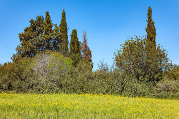 Fresh green spring grass
