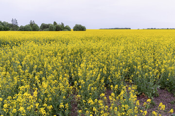 Obraz premium A blooming rapeseed field on a cloudy summer day, a rural landscape