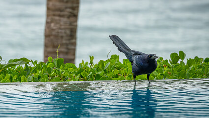 Great-Tailed Grackle in the Pool