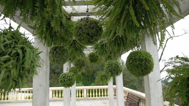 Hanging Topiary Orbs Under White Pergola, Lush Fern Cascades And Trimmed Spherical Plants, Balustrade Background With Gentle Overcast Light, Gardener Inspiration And Event Styling Idea,