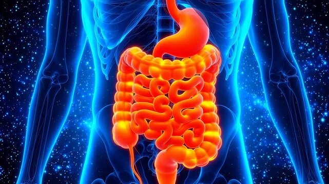 Human digestive system anatomy