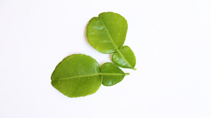 Fresh kaffir lime leaves or daun jeruk purut on isolated white background. copy space	