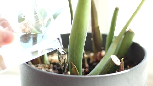 Person watering potted houseplant slow motion