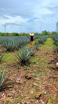 Woman in straw hat walking through blue agave field. Back view of a woman in a black dress and large hat walking between rows of blue agave plants.