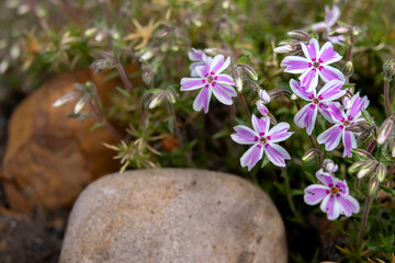 Little pink flowers of native mountain hardy plant Phlox subulata (creeping phlox, moss phlox, moss pink) growing in a native garden among rocks in summer.