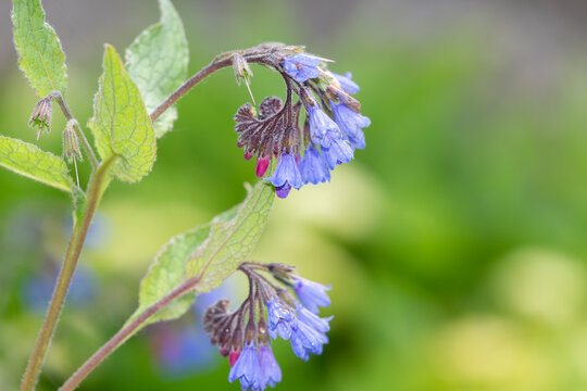 Close up of creeping comfrey (symphytum grandiflorum) flowers in bloom