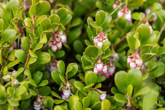 Tiny white and pink bell-shape flowers of Arctostaphylos or bearberry creeping evergreen plant with green waxy glossy foliage growing in the wild in spring forest.