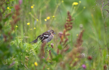 Side-View Of A Eurasian Chaffinch Perching In A Meadow