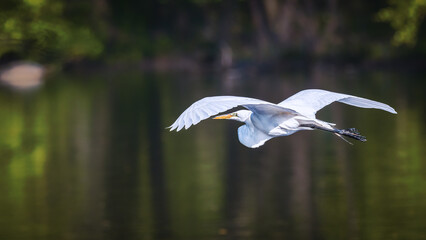 Graceful Egret in Flight. A white egret soars effortlessly over a tranquil body of water. Its wings are fully extended, showcasing the bird's elegance and beauty.