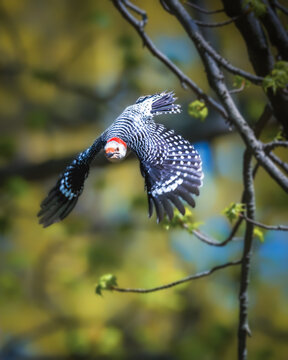 Red-Bellied Woodpecker. A bird with striking black and white plumage and a distinctive red cap flies gracefully through a wooded area. The blurred background highlighting the bird's movement.