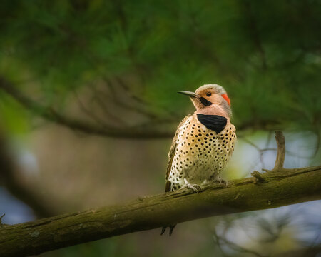 Northern Flicker Perched on Branch. A Northern Flicker sits gracefully on a tree branch amidst a backdrop of blurred greenery. Its distinctive spotted plumage and black crescent adorn its chest.