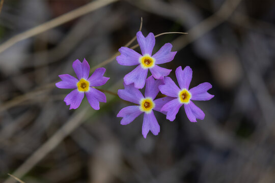 Bunch of vivid purple flowers of Primula mistassinica (Mistassini primrose or bird's-eye primrose) growing in early spring in the mountain woodland, emerging from dry grass.