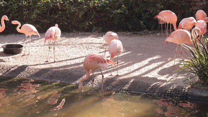 flamingos in the lake © Zachary