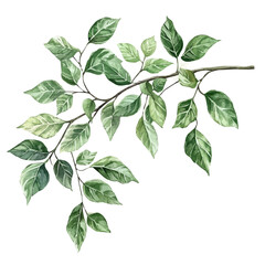 Fototapeta premium Aralia Branch A Beautifully Detailed, watercolor vector portraying a joyful pose with colorful highlights, isolated on a white background.