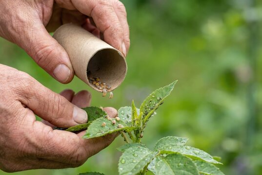 A gardener releases beneficial insects, possibly ladybug larvae, from a cardboard tube onto a plant to control pests.