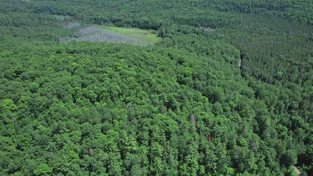Aerial drone view flight over wilderness in Bancroft Ontario Canada. Pine tree crown forest and country off road. Nature for many wildlife habitats, ecosystem and natural environment. Travel holidays.