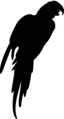 Macaw black silhouette. Parrot icon. Bird symbol
