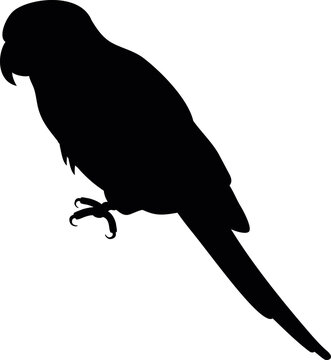 Exotic bird icon. Tropical parrot black silhouette
