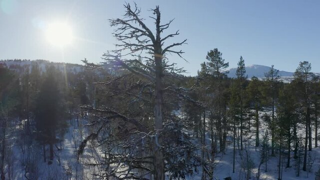Aerial drone flying over snowy Norwegian mountain forest landscape in winter sunnlight.