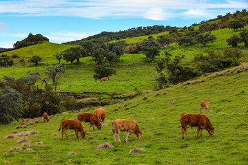Naklejka premium Cows in pasture. Mountain meadow. Green meadow in mountains with cows on a summer landscape. Cows in Reunion Island, France 