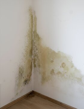 T&acirc;che d'humidit&eacute; et moisissure sur le bas d'un mur int&eacute;rieur